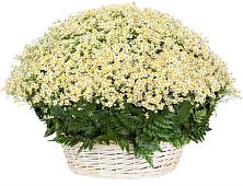 Цветочная композиция из Ромашки в корзине #REPLACE_PRED# Николаевке Ростовской области